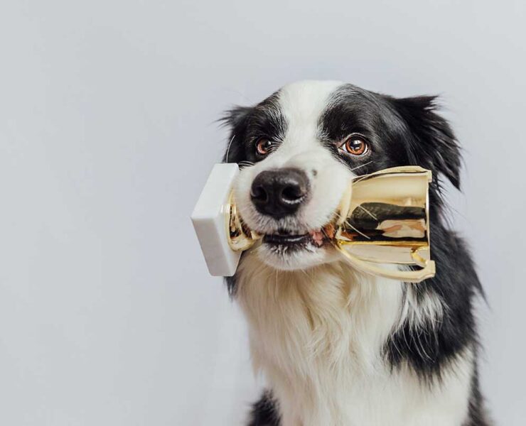 A black and white dog holds a gold trophy with white base between its teeth.