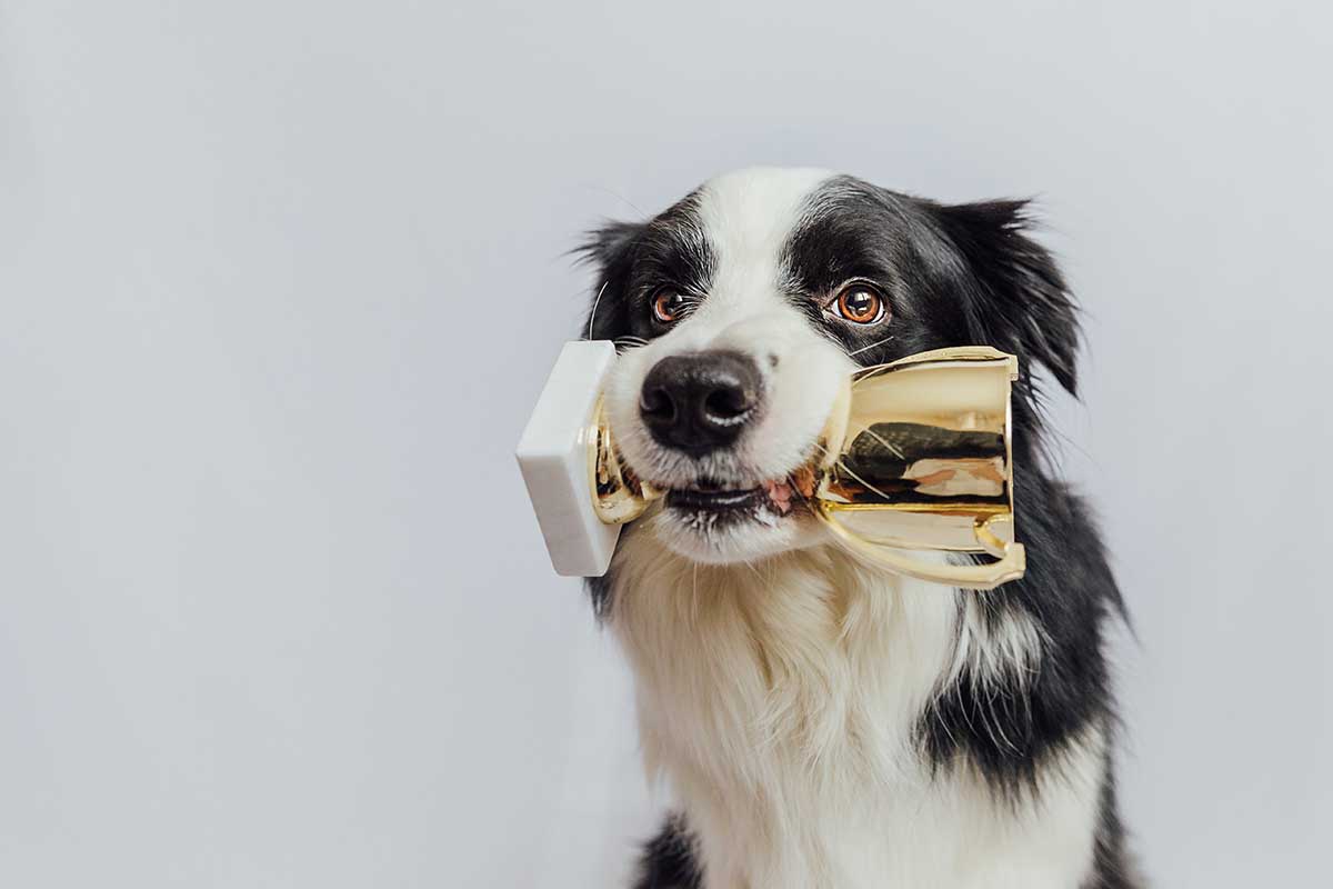 A black and white dog holds a gold trophy with white base between its teeth.
