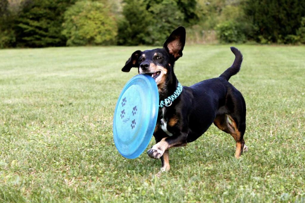 A black and brown Dachsund dog carries an oversized blue frisbee in its mouth.