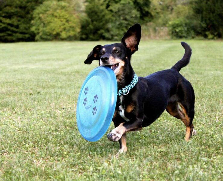 A black and brown Dachsund dog carries an oversized blue frisbee in its mouth.