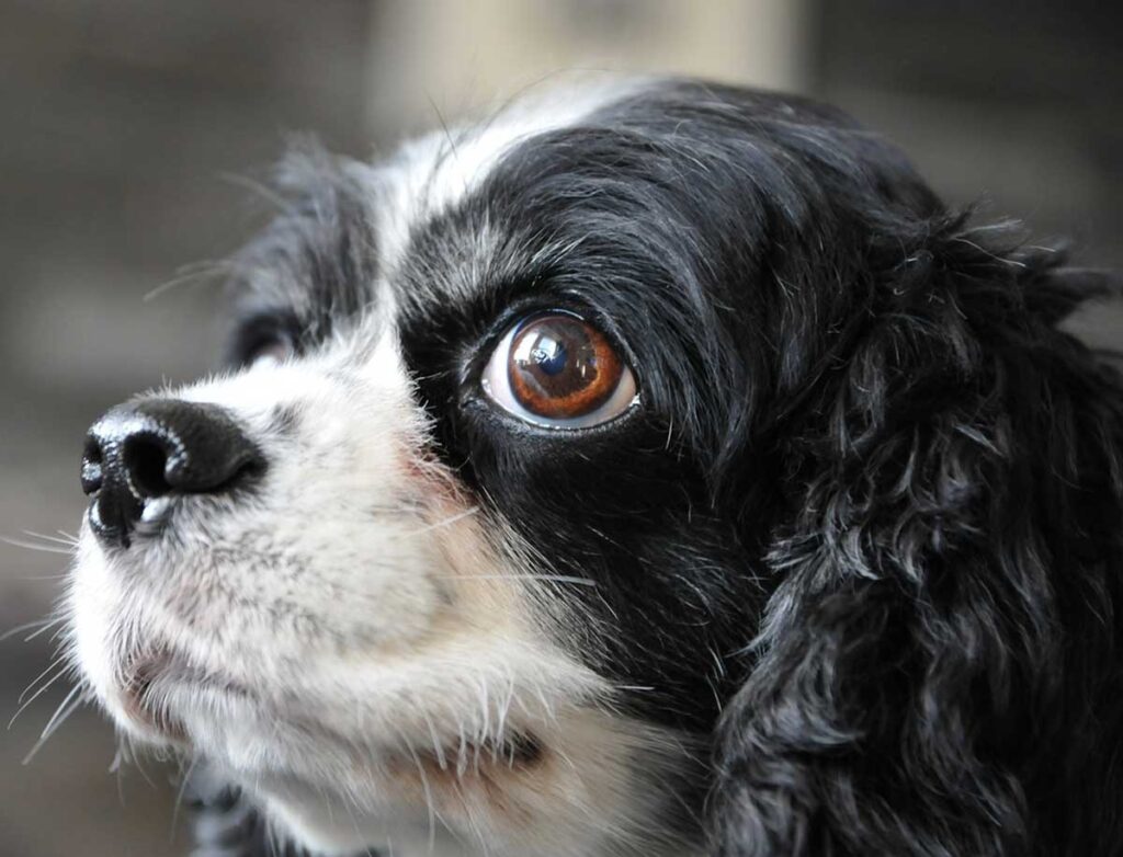 A view of a black and white Cavalier King Spaniel dog, showing the left side of its fluffy face, and eyes that seem to be anticipating something.