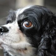 A view of a black and white Cavalier King Spaniel dog, showing the left side of its fluffy face, and eyes that seem to be anticipating something.