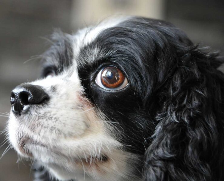 A view of a black and white Cavalier King Spaniel dog, showing the left side of its fluffy face, and eyes that seem to be anticipating something.