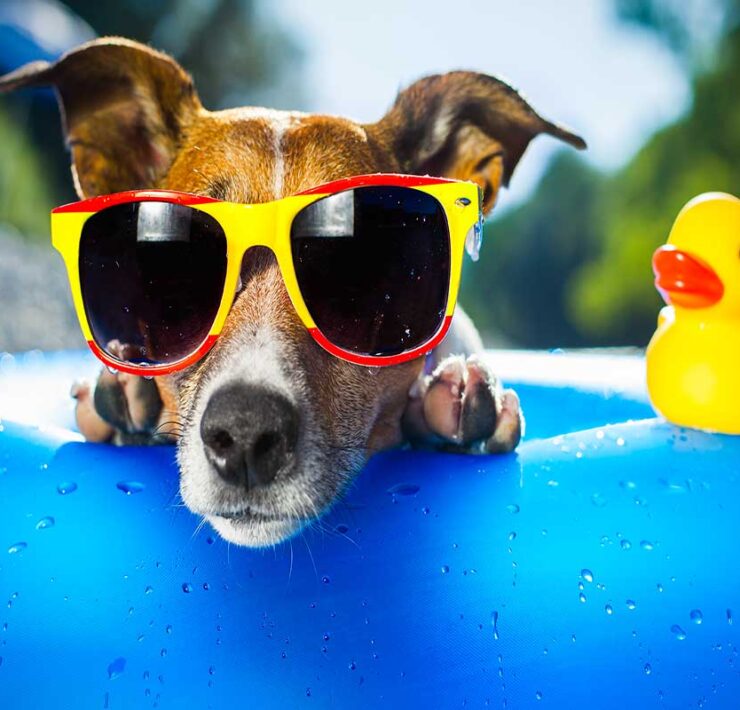 A dog wearing sunglasses rests its snout on a blue, inflatable pool, while a yellow rubber ducky sits next to it on the pool rim.
