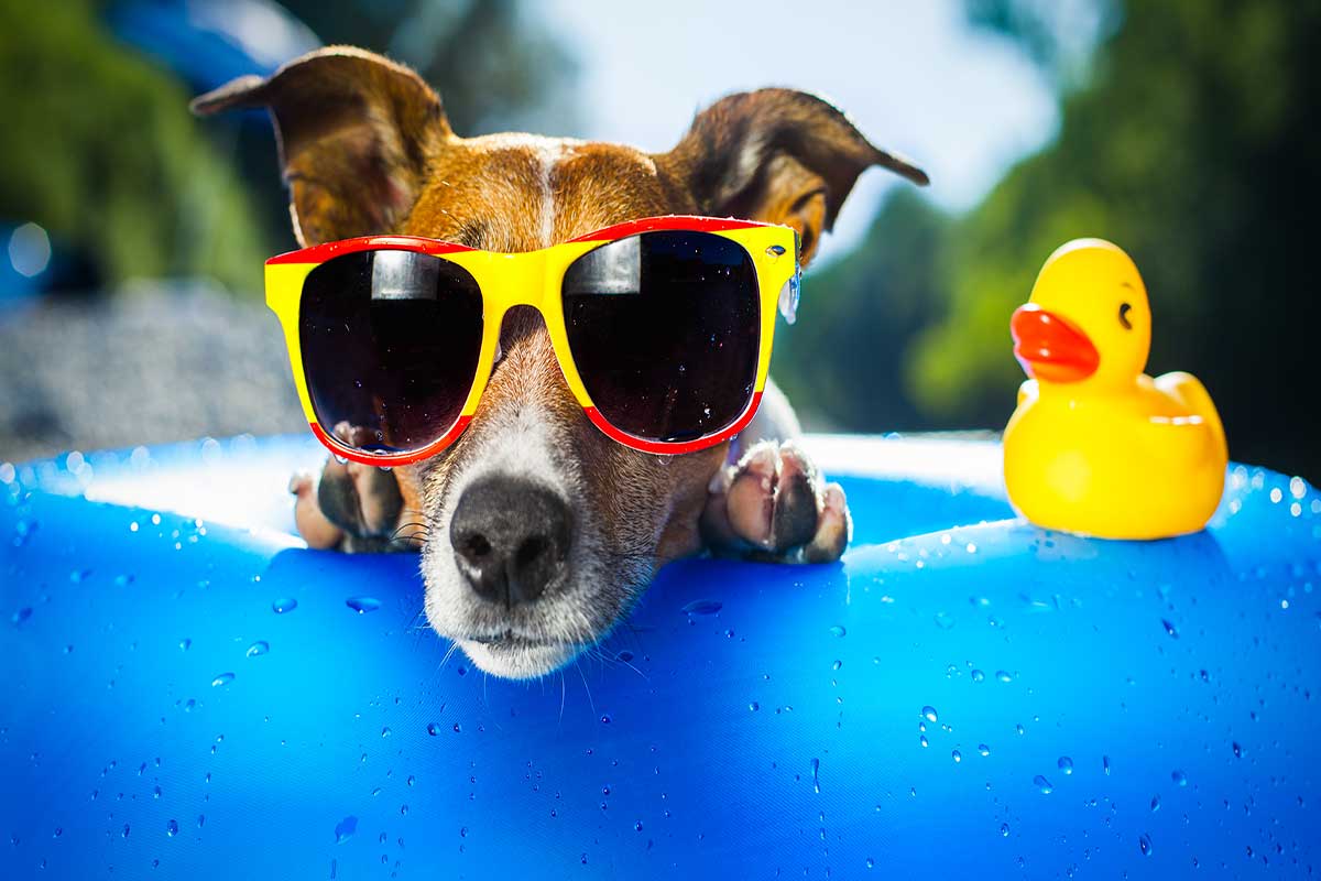 A dog wearing sunglasses rests its snout on a blue, inflatable pool, while a yellow rubber ducky sits next to it on the pool rim.