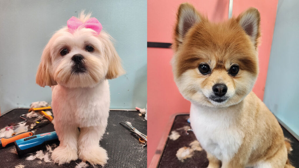 Shampooches dogs freshly groomed