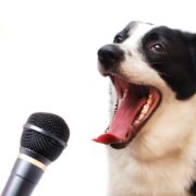 A black and white shepherd dog sitting in front of a microphone has its mouth wide open