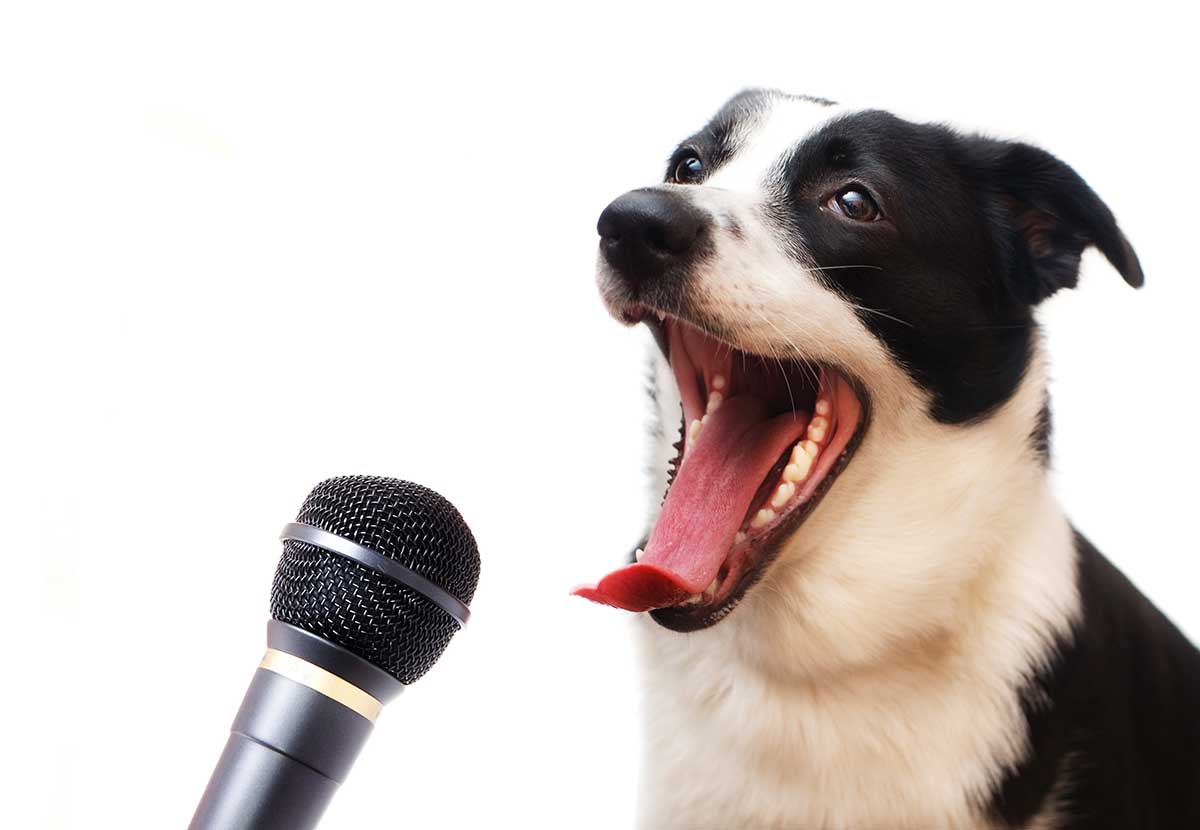 A black and white shepherd dog sitting in front of a microphone has its mouth wide open