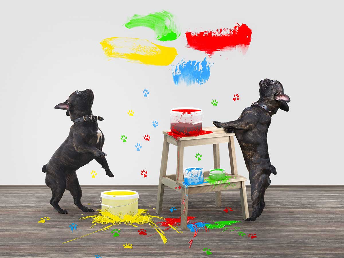 Two black pug dogs stand on their hindquarters oin front of a white wall with artwork and painted pawprints.