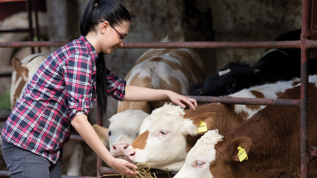 Agriculture student interacting with cow livestock