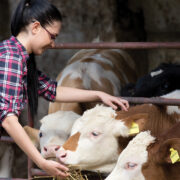 Agriculture student interacting with livestock