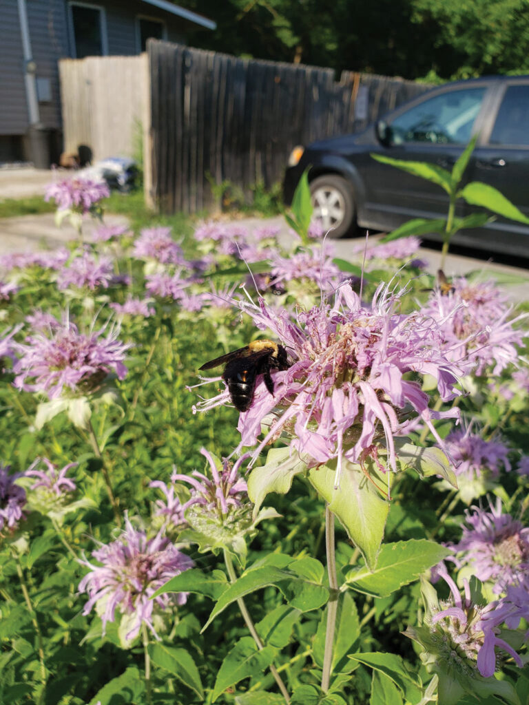 Allison Vaughn - Daycare Bee Balm