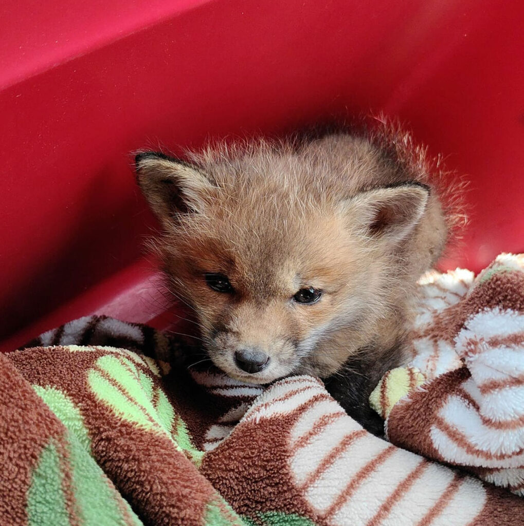 Baby Fox