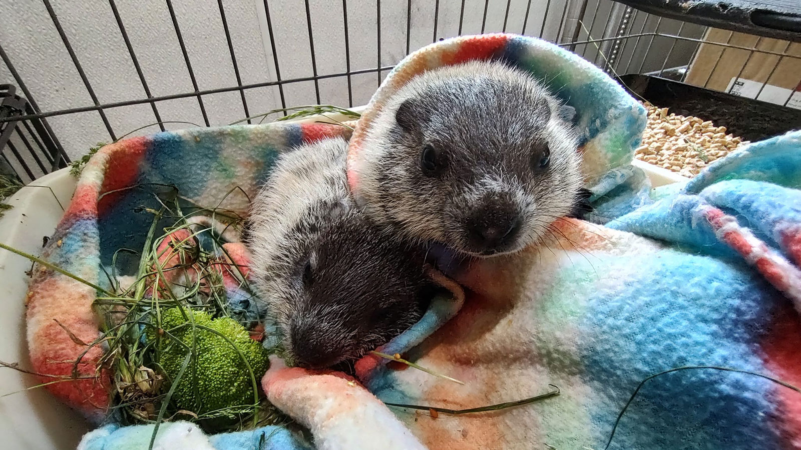 Baby Groundhogs