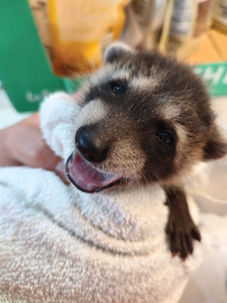 Baby Racoon Smiling