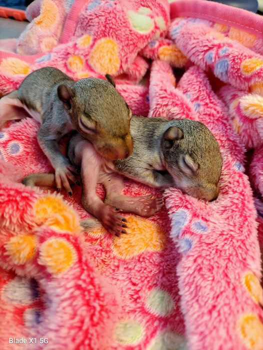 Baby Squirrels