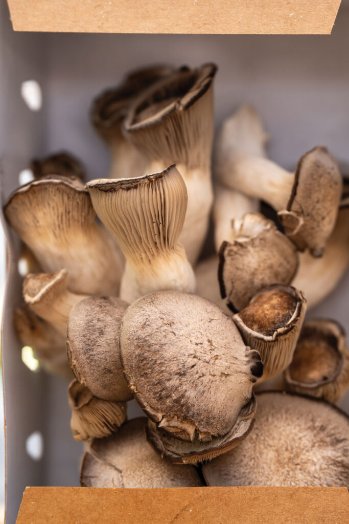 Booneslick Heritage Farms Mushrooms