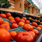 Bright Red Quart Tomatoes