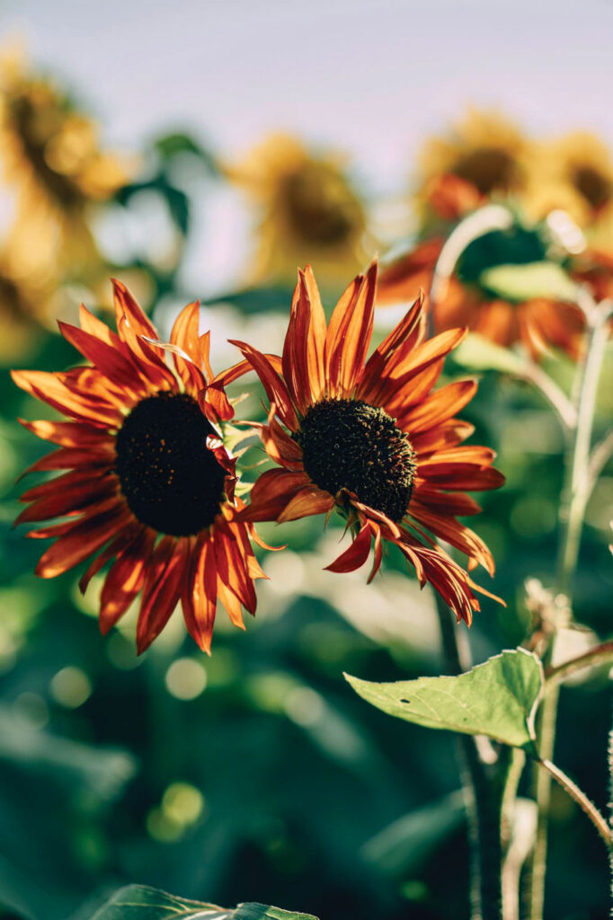 Charles Bruce's Mystery Flower