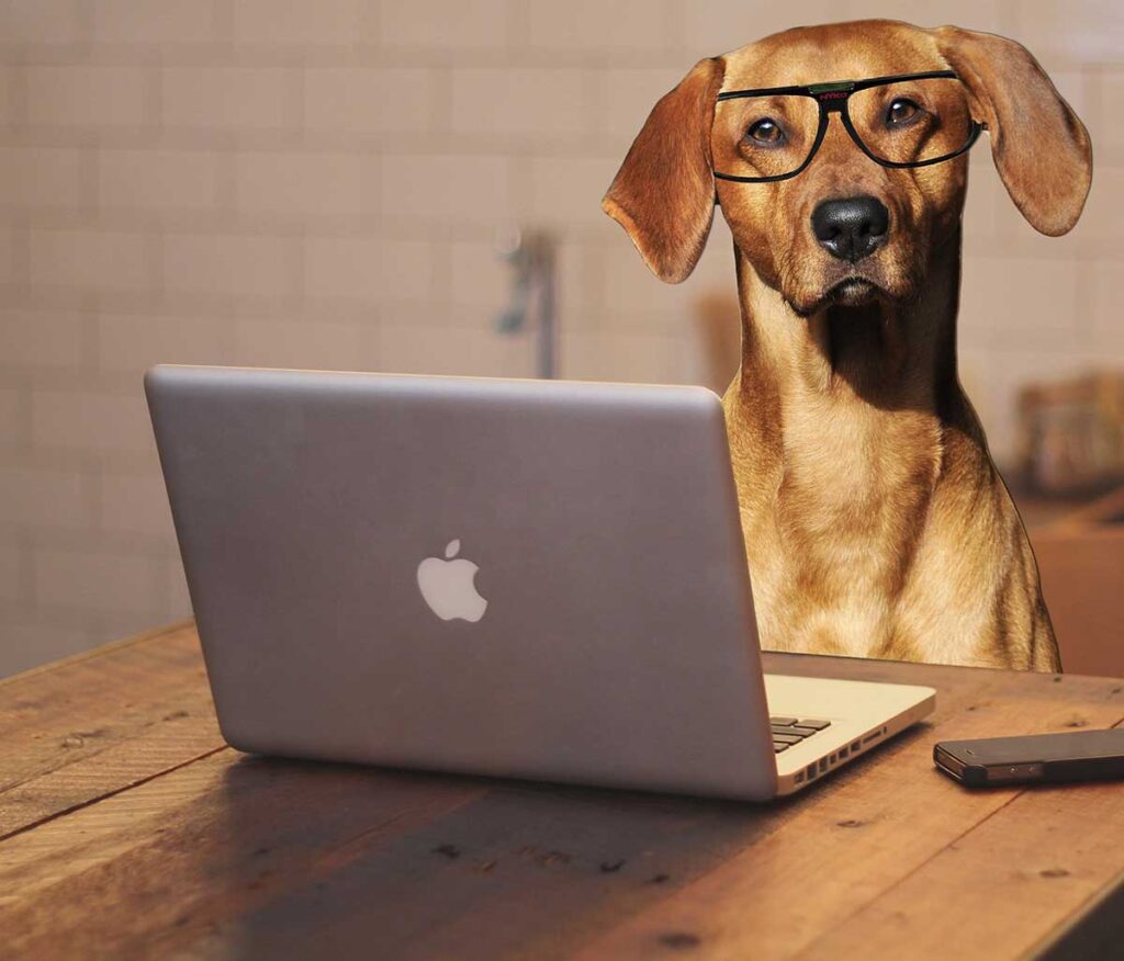 A dog wearing glasses sits at an Apple laptop computer.