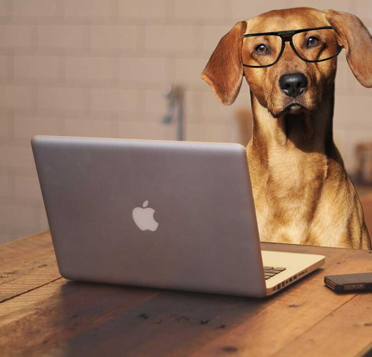 A dog wearing glasses sits at an Apple laptop computer.