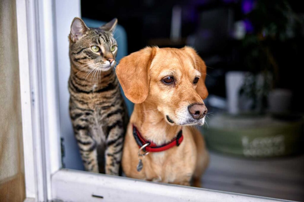 A black striped cat and a tan dog wearing a red collar look out a window, to the right, as if anticipating something.