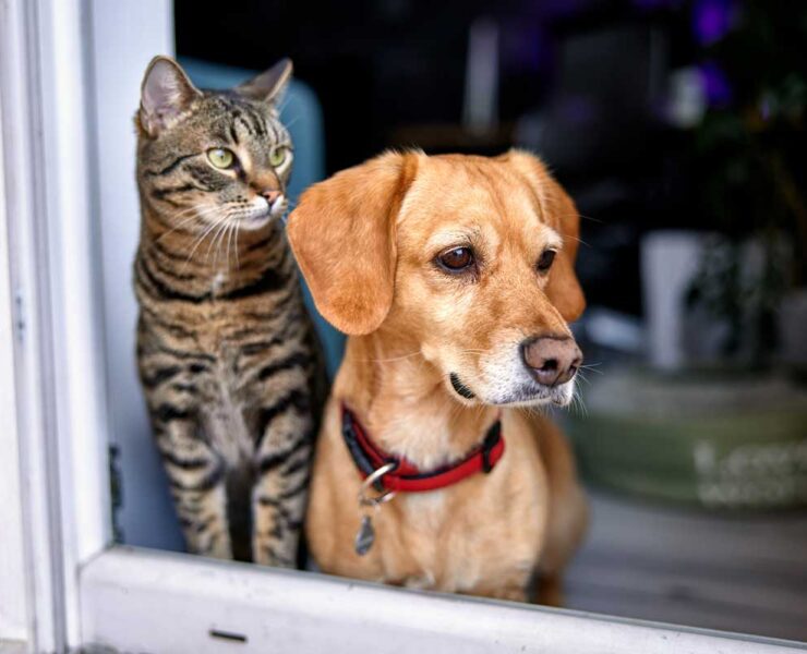 A black striped cat and a tan dog wearing a red collar look out a window, to the right, as if anticipating something.