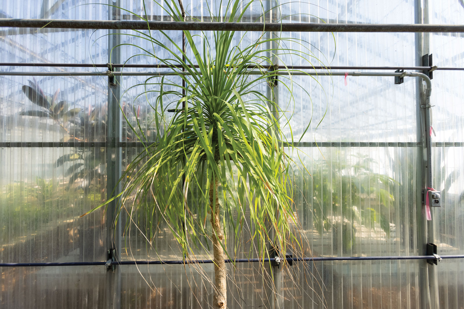 Giant Ponytail Palm at MU Greenhouse