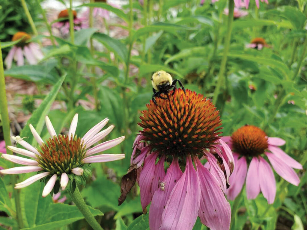 Jodie Jackson's big fluffy bee (pollinator) on a coneflower.