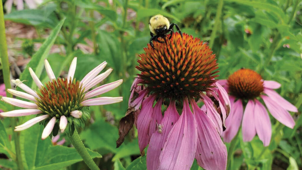 Jodie Jackson's pollinator on a coneflower