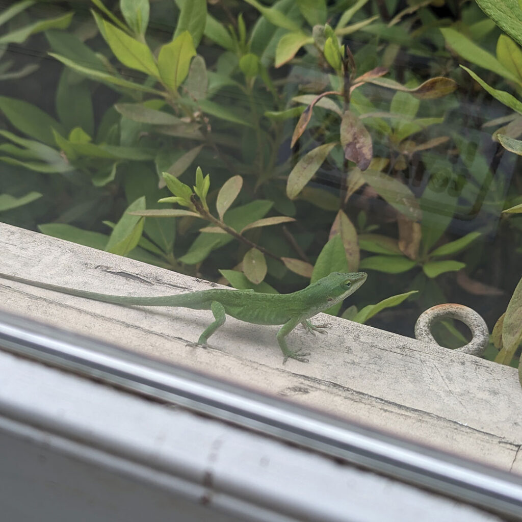 Jordan Watts' anole on her window sill.