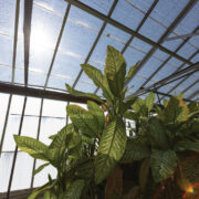 Mu Greenhouse View Of Glass Roof