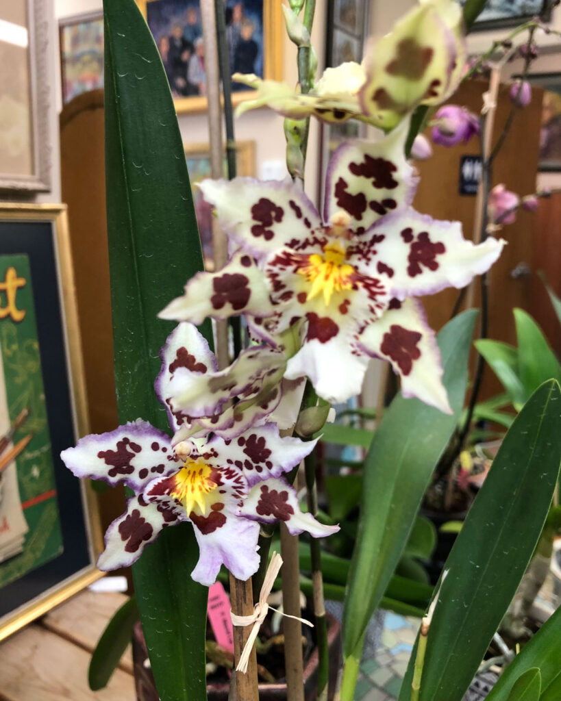 Orchids and Art Custom Framing