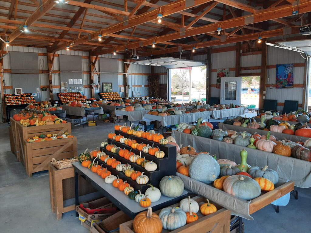 Strawberry Hill Farms: A barnful of autumn pumpkins