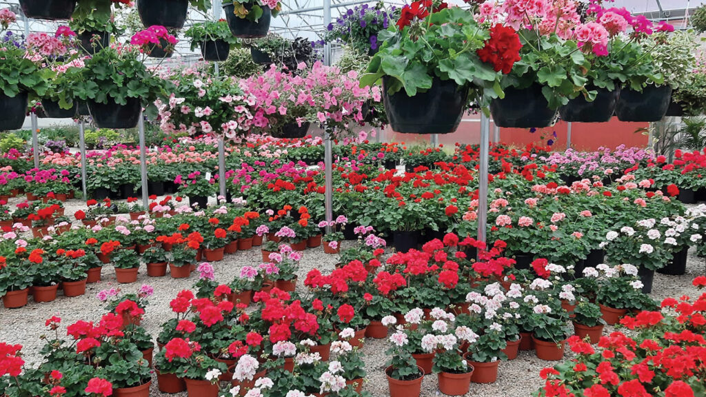 Strawberry Hill Farms Floral Greenhouse