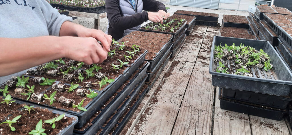 Strawberry Hill Farms - hands planting seedlings in trays of dirt