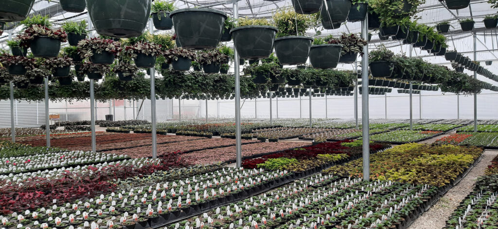 Strawberry Hill Farms - greenhouse seemingly endless selection.