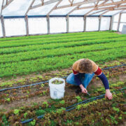 Walker Claridge planting lettuce.