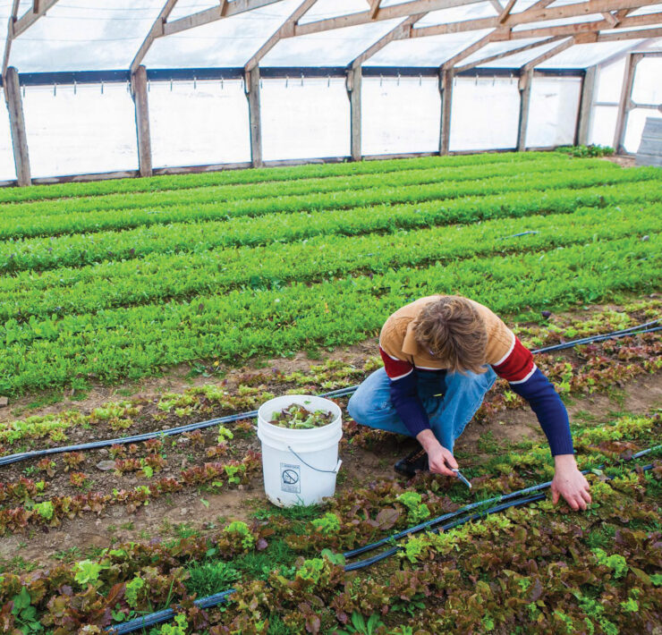 Walker Claridge planting lettuce.