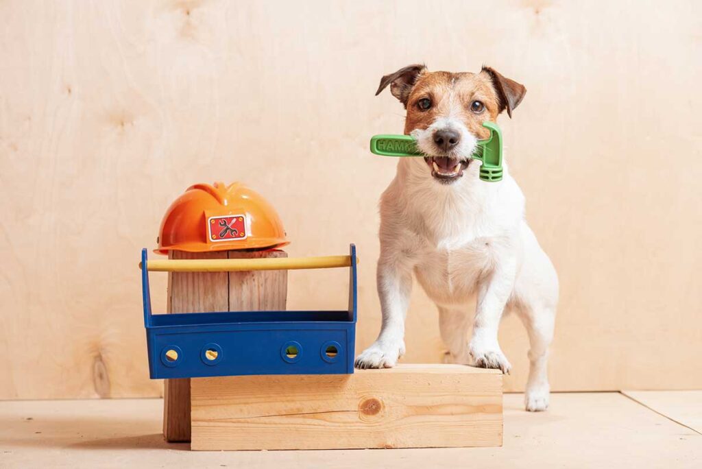 A white and brown terrier dog has its front paws on a block of wood, a toy hammer in its mouth, and a toolbox and hard hat to its right. Getty Image.