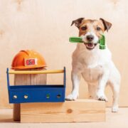 A white and brown terrier dog has its front paws on a block of wood, a toy hammer in its mouth, and a toolbox and hard hat to its right. Getty Image.