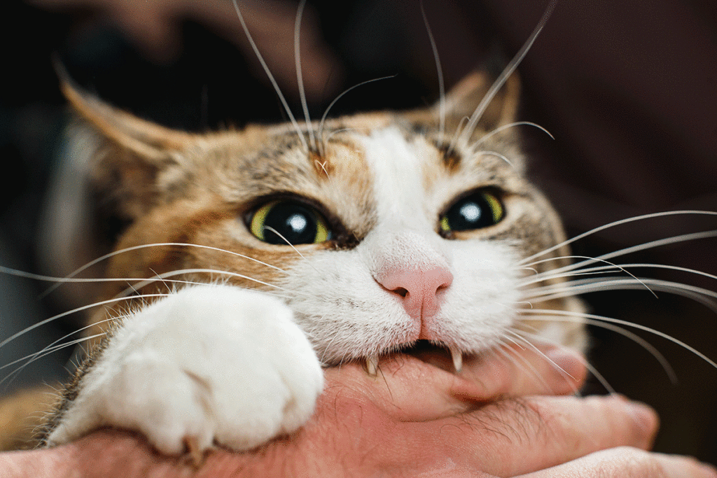 image of a cat biting its owners fingers showing its front teeth