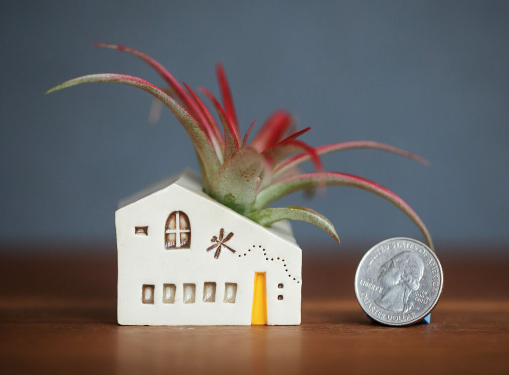 Snowpond Ceramics Quarter Air Plant