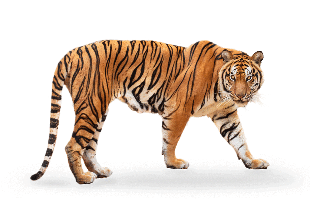 Gettyimages 1218694103 realistic tiger