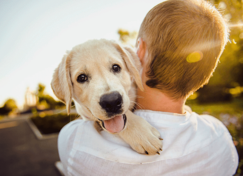 A cute yellow lab dog looks over its owners shoulder as the dog is carried into the sunlight.