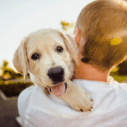 A cute yellow lab dog looks over its owners shoulder as the dog is carried into the sunlight.