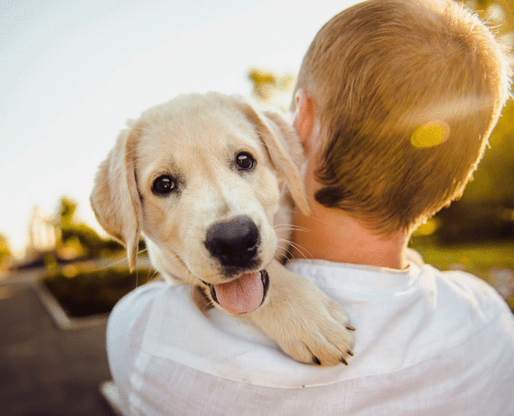 A cute yellow lab dog looks over its owners shoulder as the dog is carried into the sunlight.