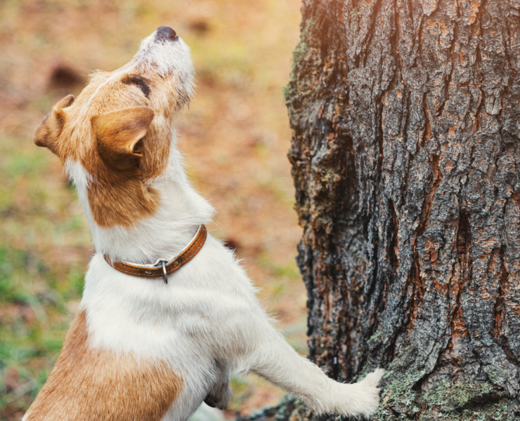Wire Haired Jack Russell Terrier Treed