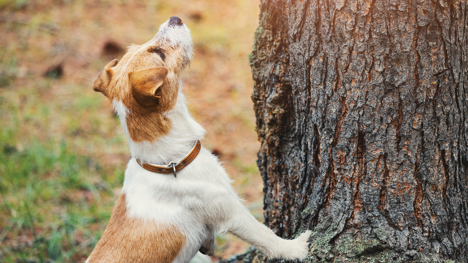 Wire Haired Jack Russell Terrier Treed