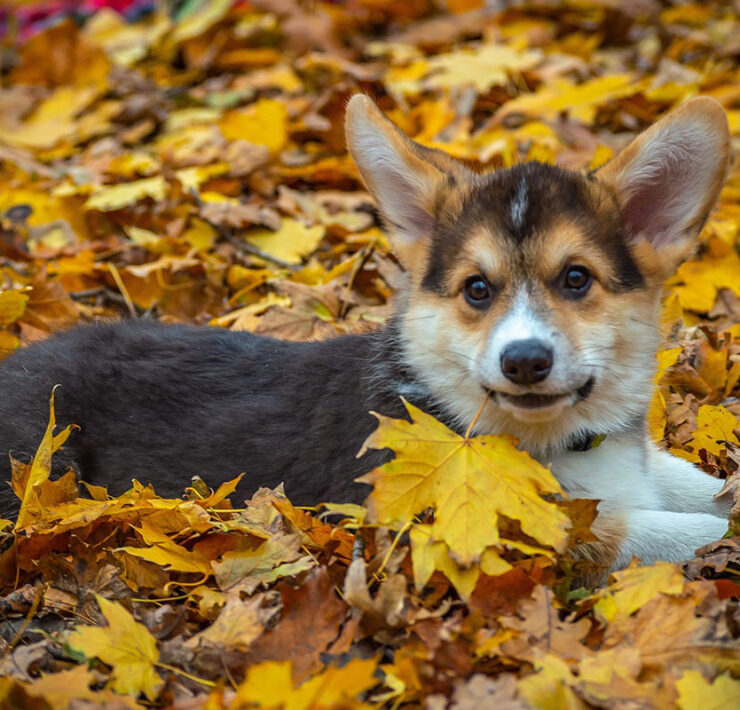 Extra Autumn Dog